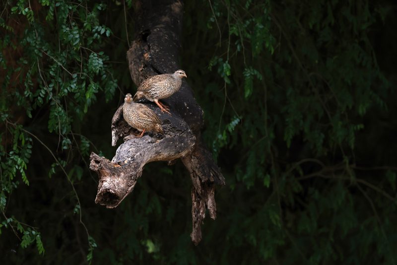 where to go in Africa for bird photography