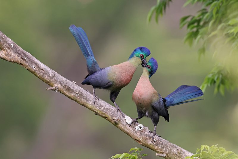 bird photography Africa