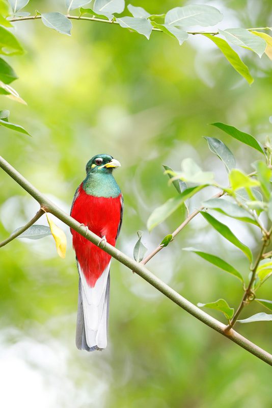 bird photography Africa