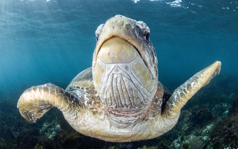 How to Use Fisheye Lenses in Underwater Photography Nature TTL