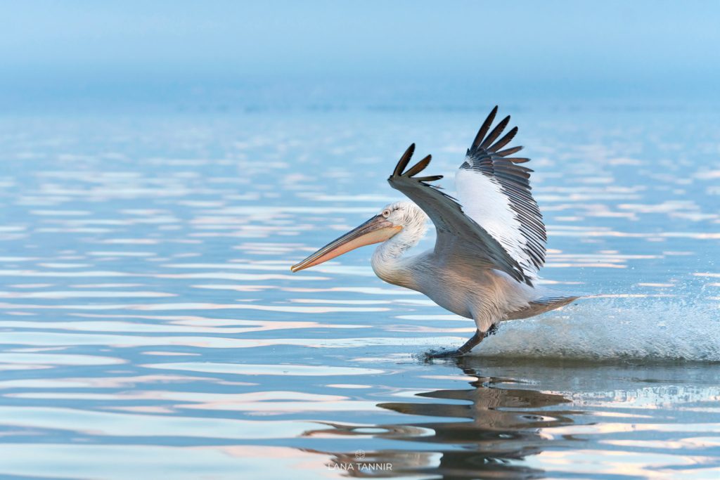 ARE DALMATIAN PELICANS AGGRESSIVE visual data 7