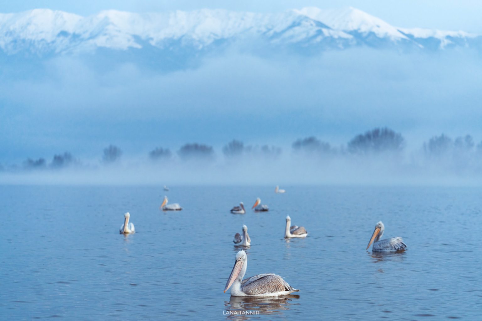 Dalmatian dog visual data 3