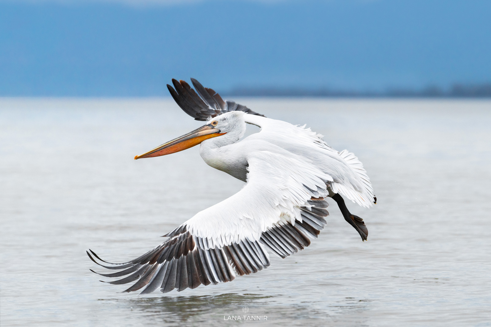 CAN DALMATIAN PELICANS FLY visual data 6