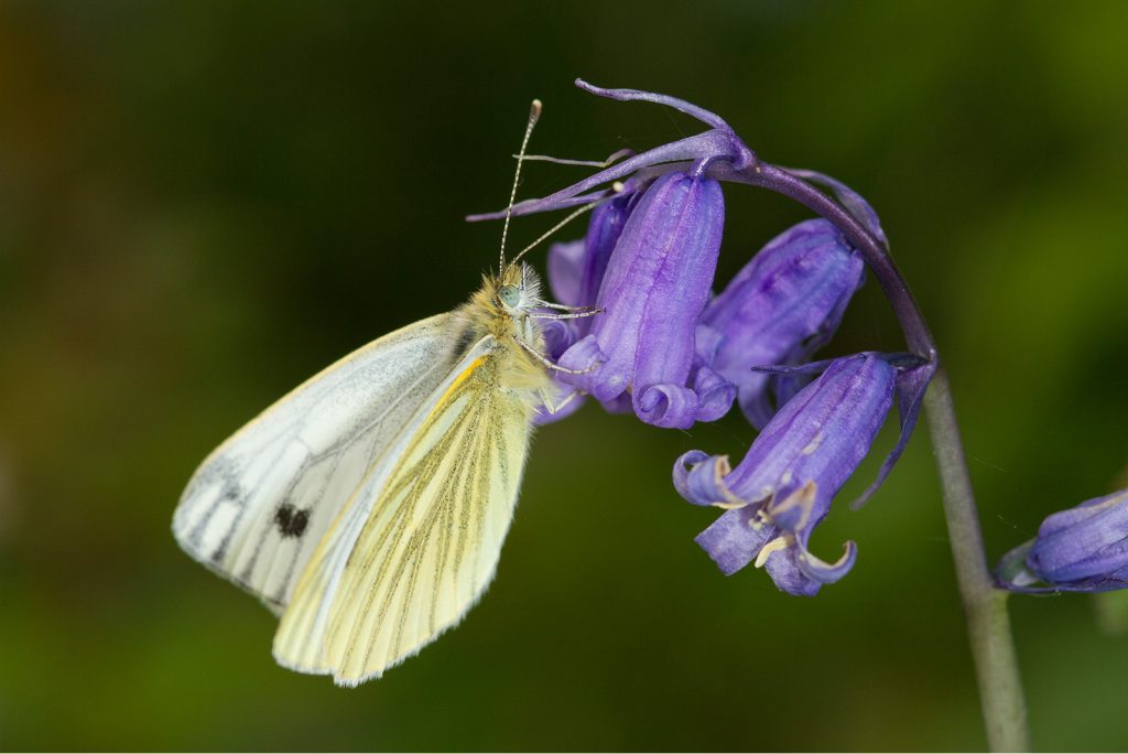 How to Balance Flash with Ambient Light in Macro Photography - Nature TTL