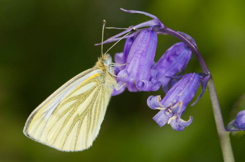 macro photography with flash