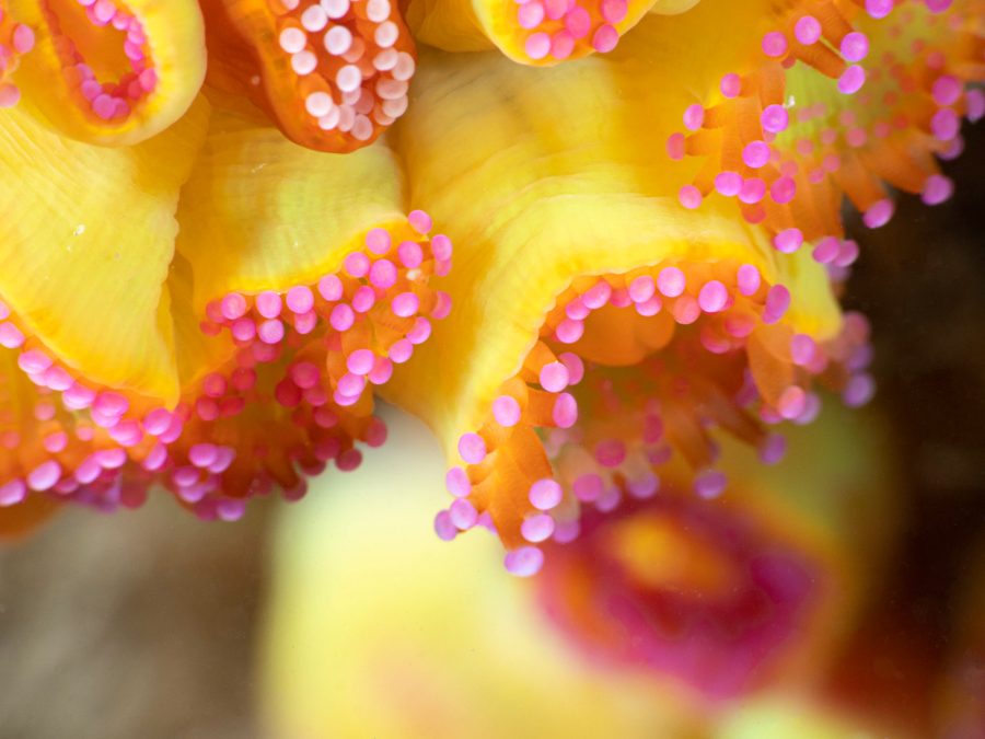 jewel anemone getting started in underwater photography