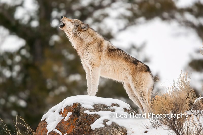 wolf howling picture