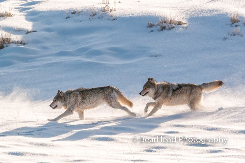 wild wolves running in the snow photography