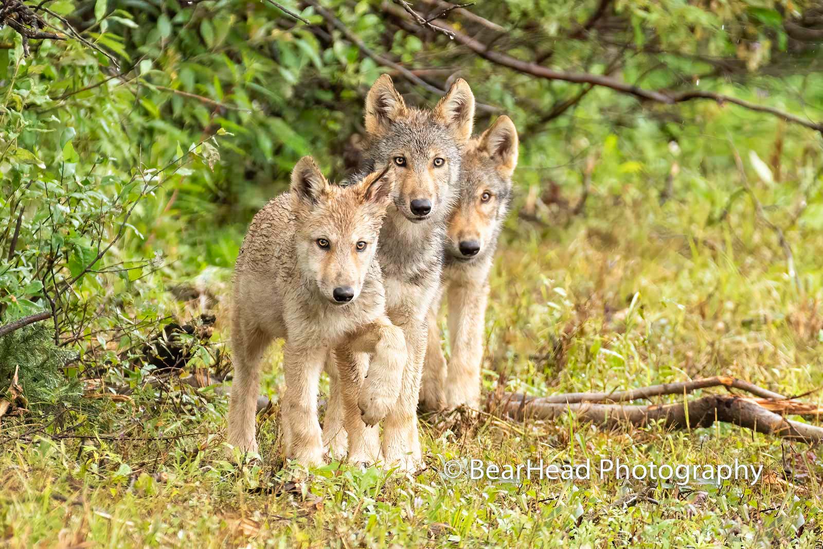 How to Photograph Wolves - Nature TTL