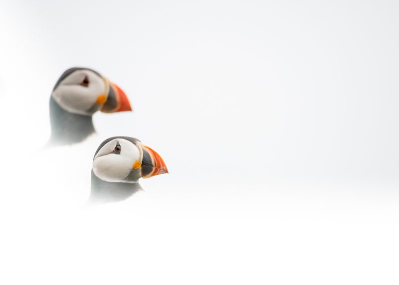 Puffin Photography Rachel Bigsby