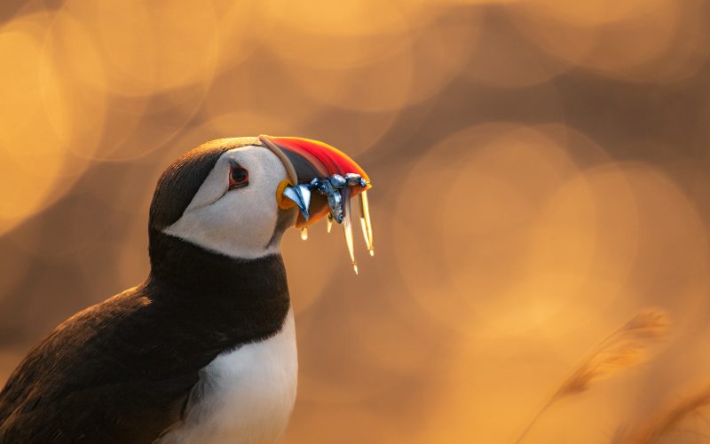 puffin golden hour photograph