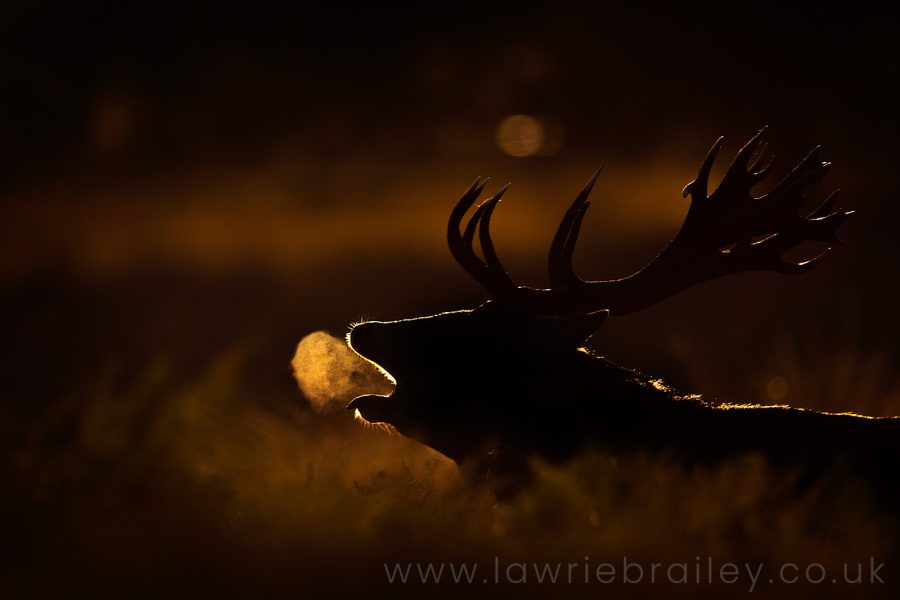 how to photograph deer in Richmond and Bushy Park