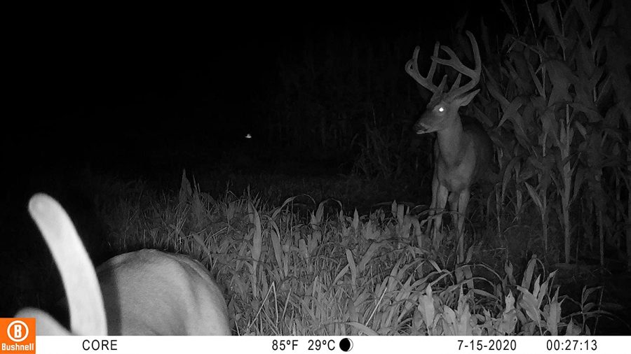 The Best Easy to Use Trail Cameras in 2024 Nature TTL