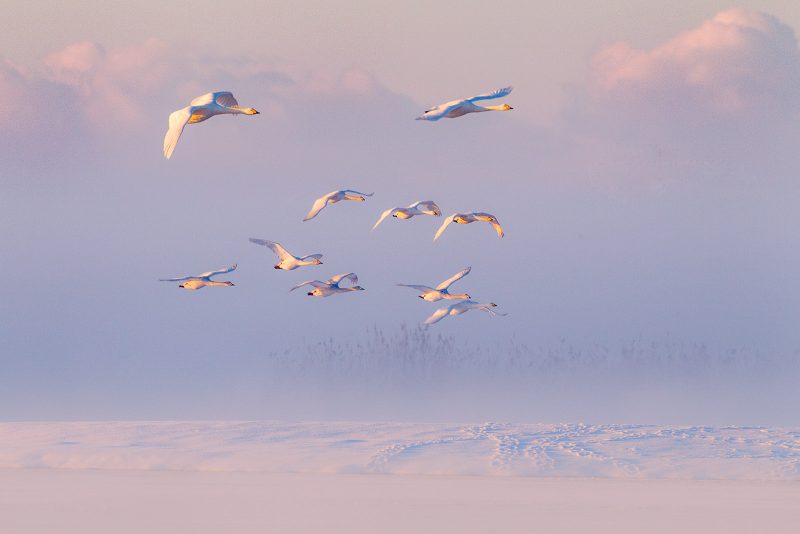 how to photograph birds in flight