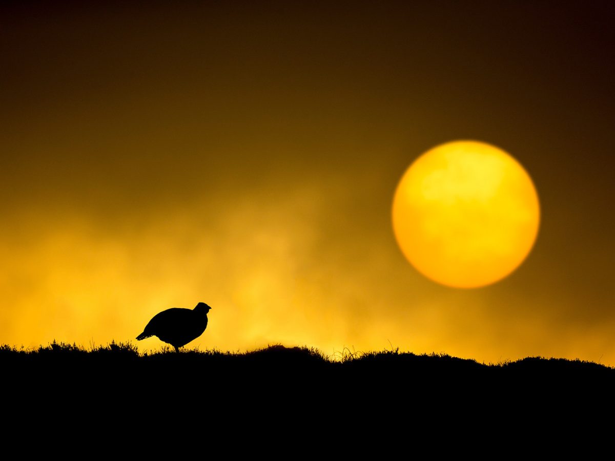 How to Photograph Wildlife at Golden Hour - Nature TTL