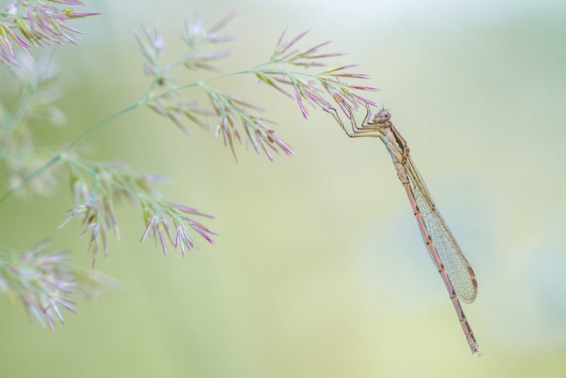 winner of close up photographer of the year 2022