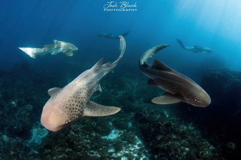 underwater photography sharks freediving