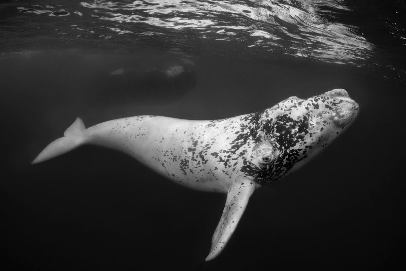 Winner underwater photographer of the year