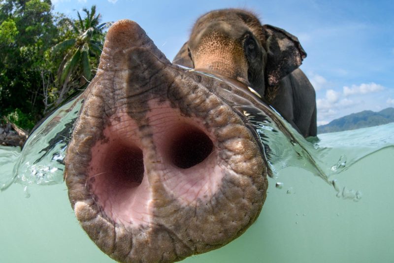 Winner underwater photographer of the year