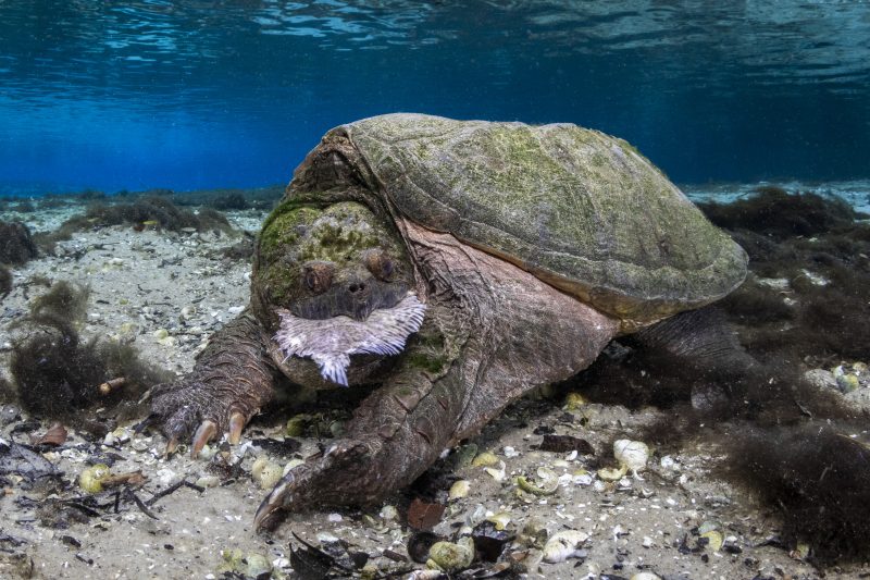 Winner underwater photographer of the year