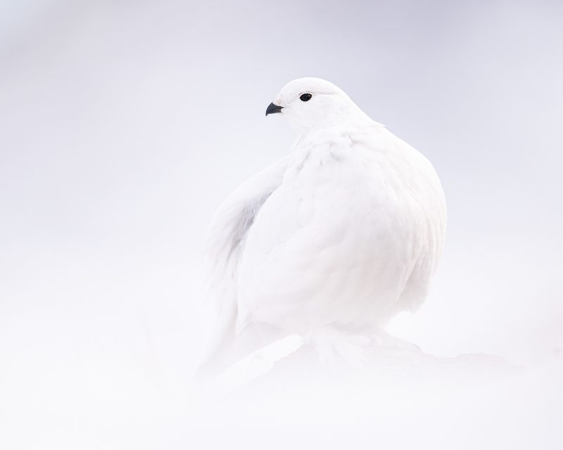 photography form a hide bird photography Peter ismert