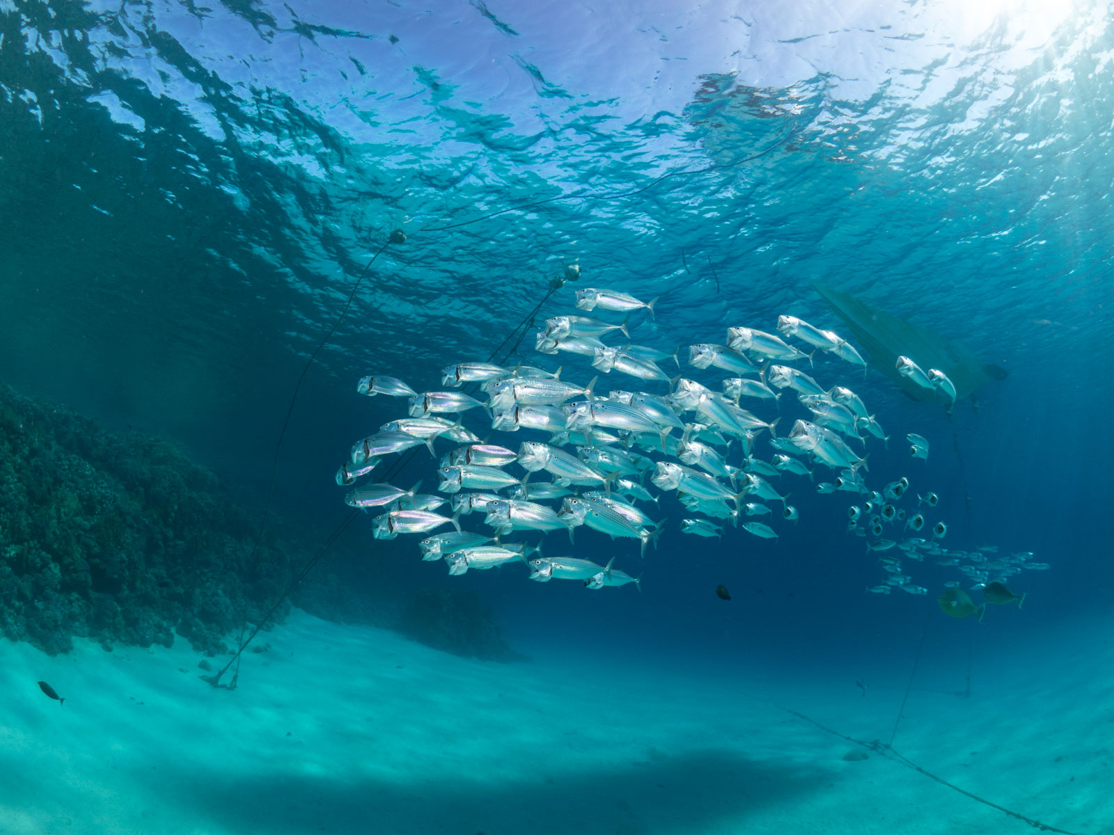 What's the Best Camera for Underwater Photography in 2024? Nature TTL