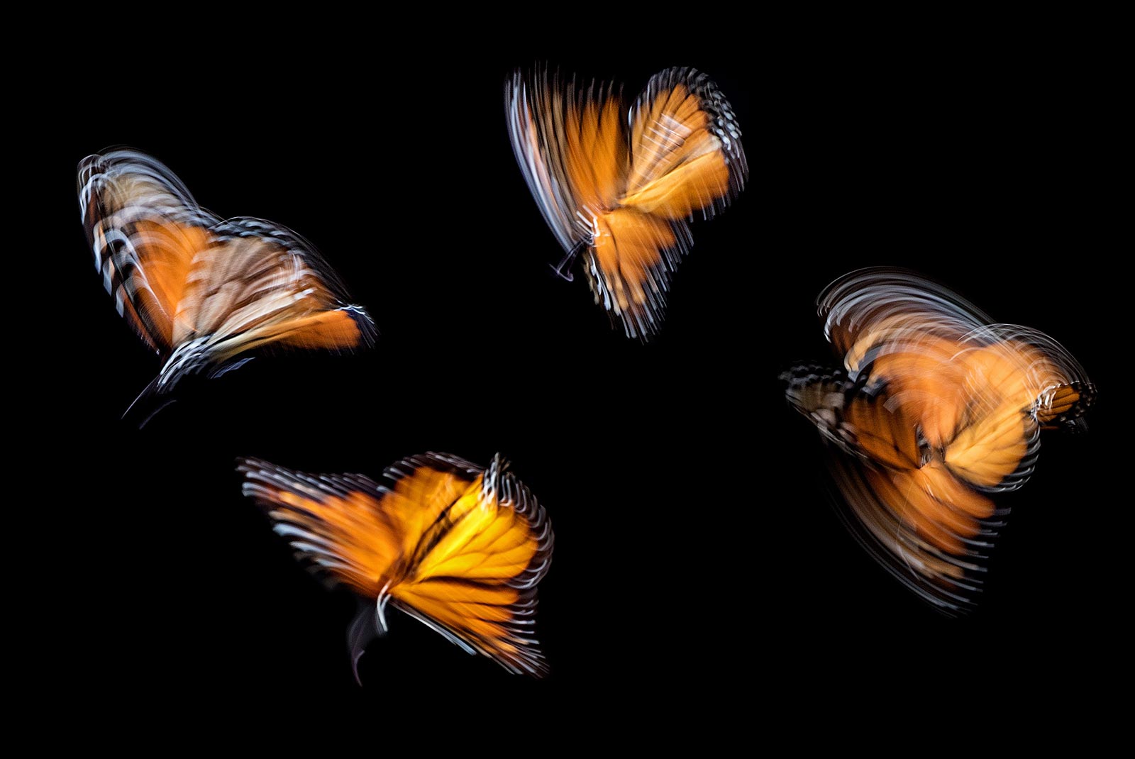 Weekly Photography Assignment Movement Nature TTL Weekly Photography Assignment Movement Nature TTL