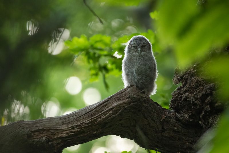 Young BWPA 2023 winner