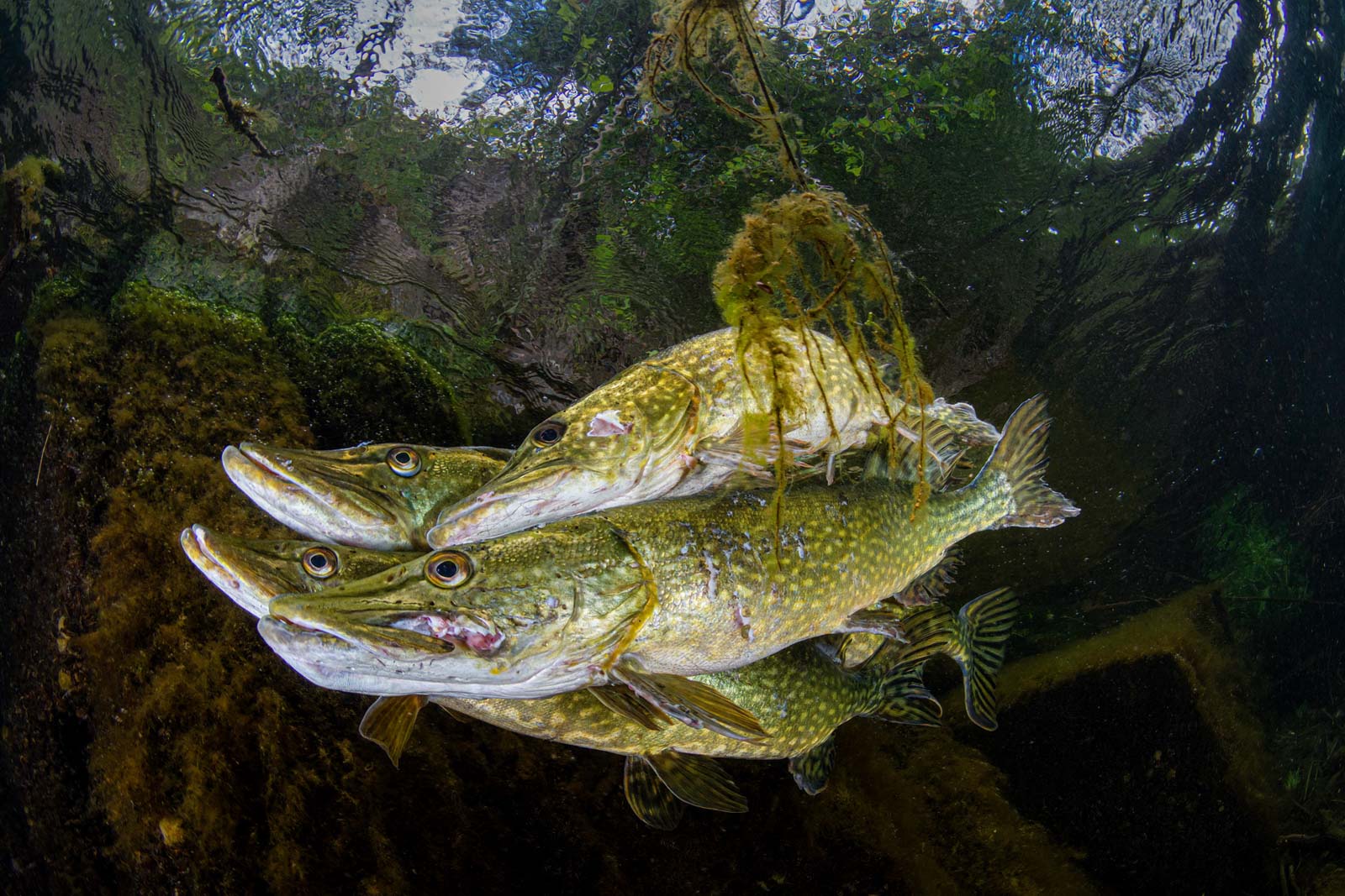 Winners of the British Wildlife Photography Awards 2023 Announced ...