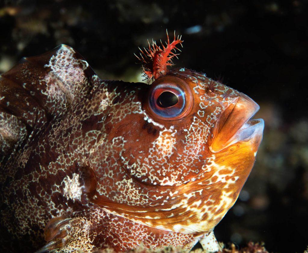 What's the Best Camera for Underwater Photography in 2024? Nature TTL