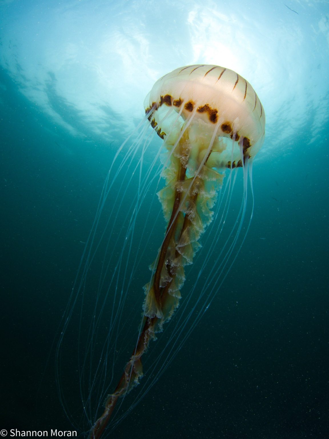 What's the Best Camera for Underwater Photography in 2024? Nature TTL