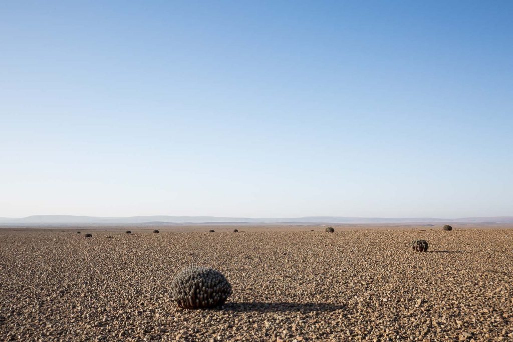 Searching For Wildlife In The Sahara Desert Nature Ttl