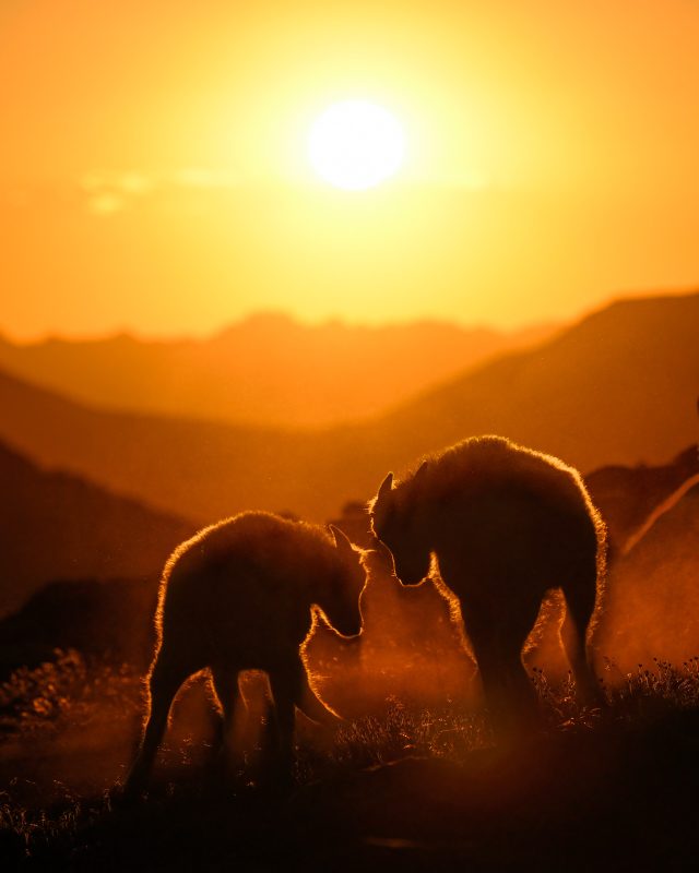 backlighting wildlife photography mountain goats