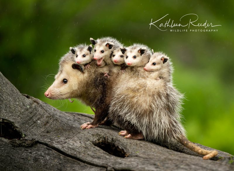 possum family photo