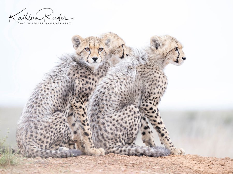 cheetah cubs high key wildlife photography