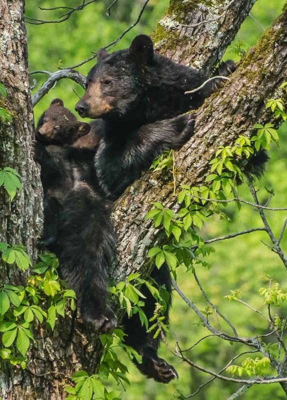 Blackbeard wildlife photograph Alyce Bender