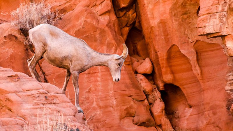 bighorn wildlife