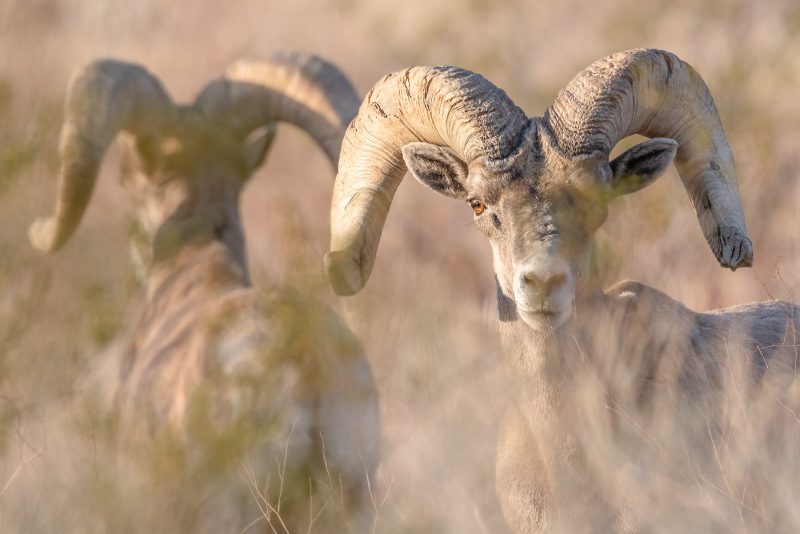 bighorn sheep photography