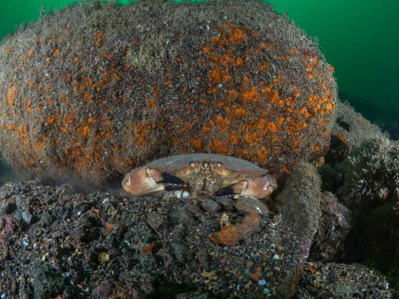 edible crab underwater photography