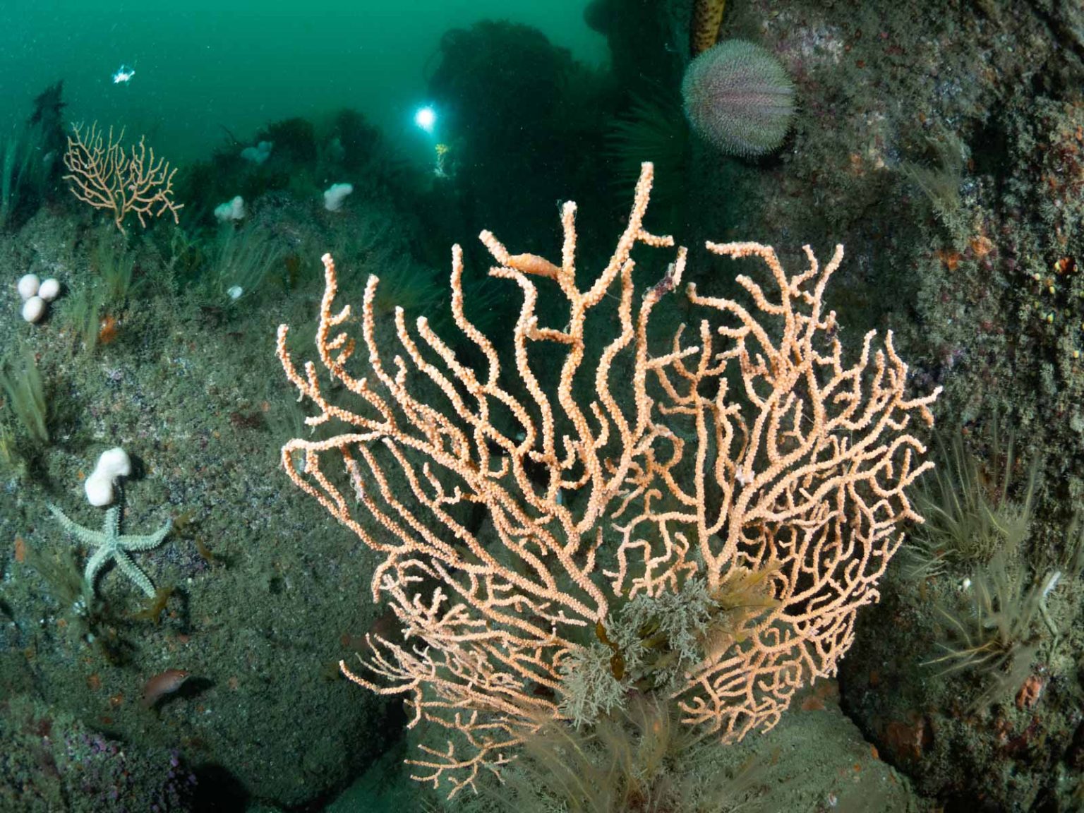 6 Best Cornwall Diving Sites for Underwater Photography Nature TTL