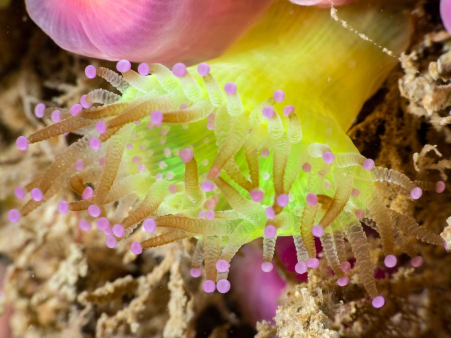 jewel anemone underwater photography