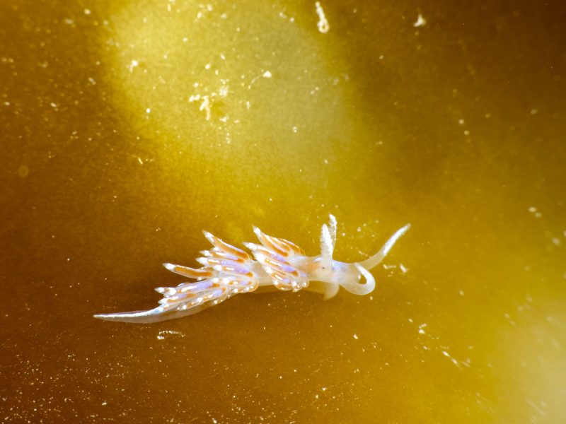 underwater photography nudibranch