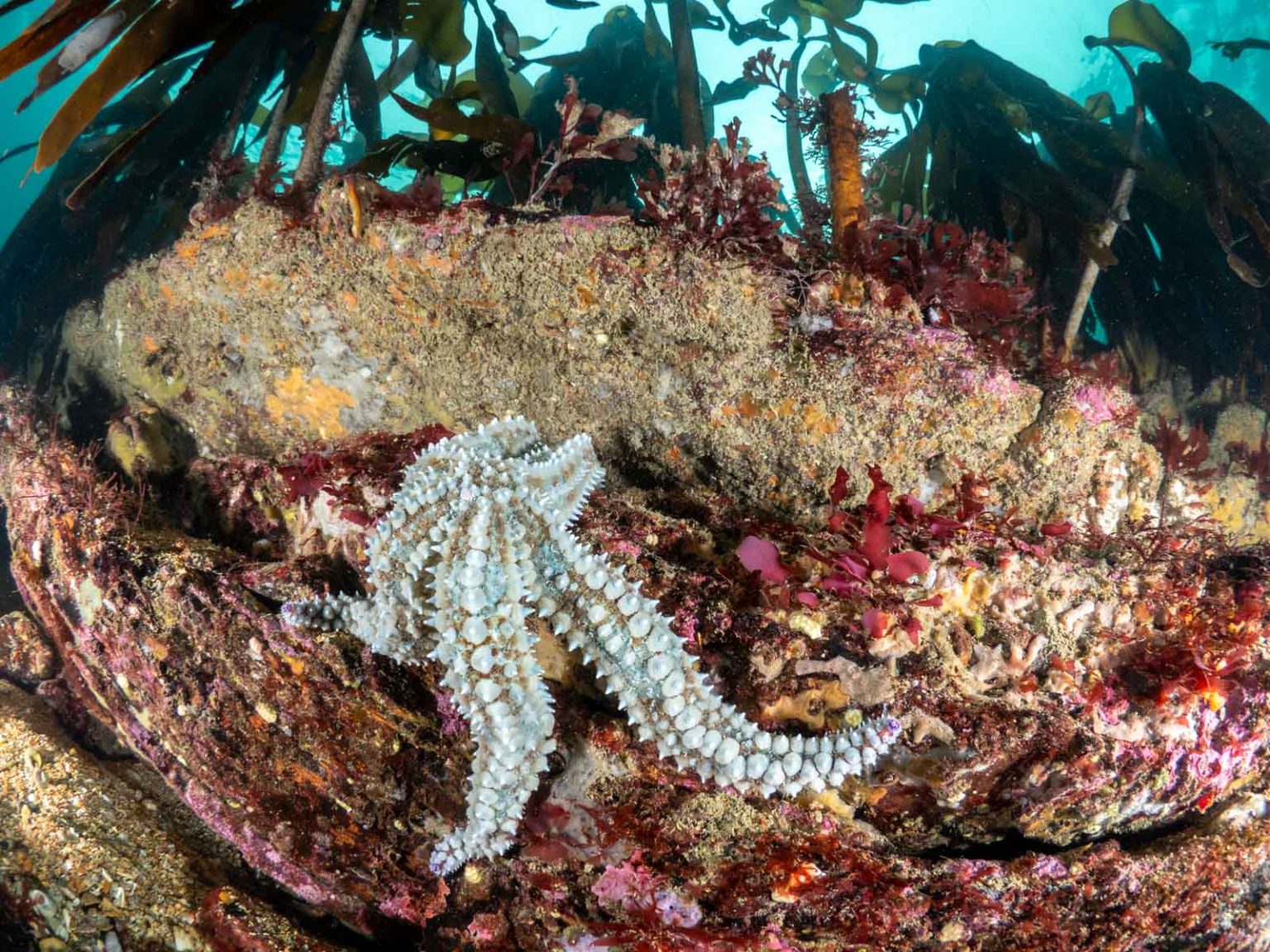 6 Best Cornwall Diving Sites for Underwater Photography Nature TTL