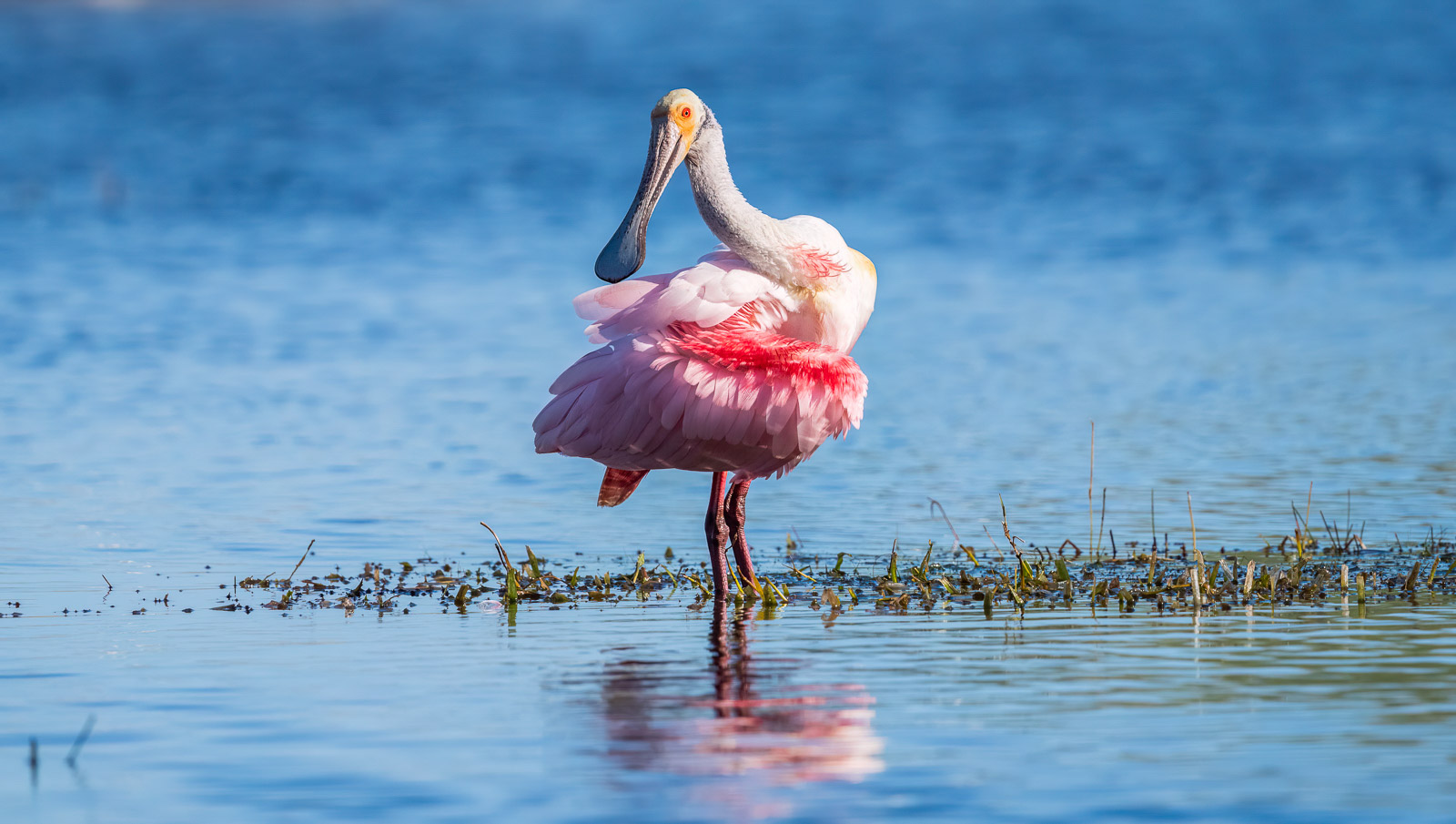 Wildlife Photography Guide To Everglades National Park and Beyond 
