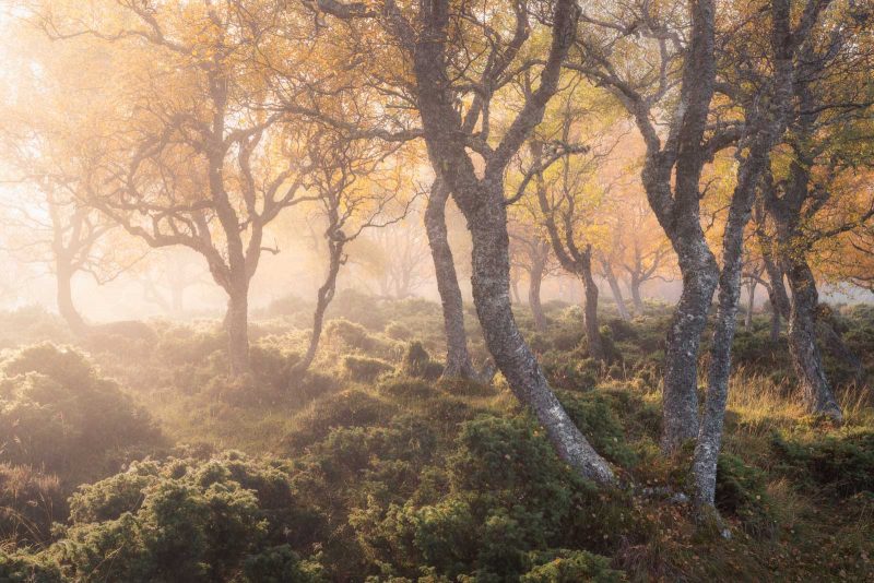 landscape woodland photography