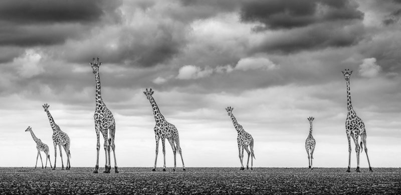 black and white fine art wildlife photography James Lewin interview