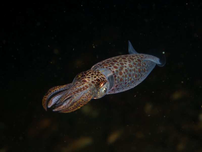 cuttle squid and bobtail squid