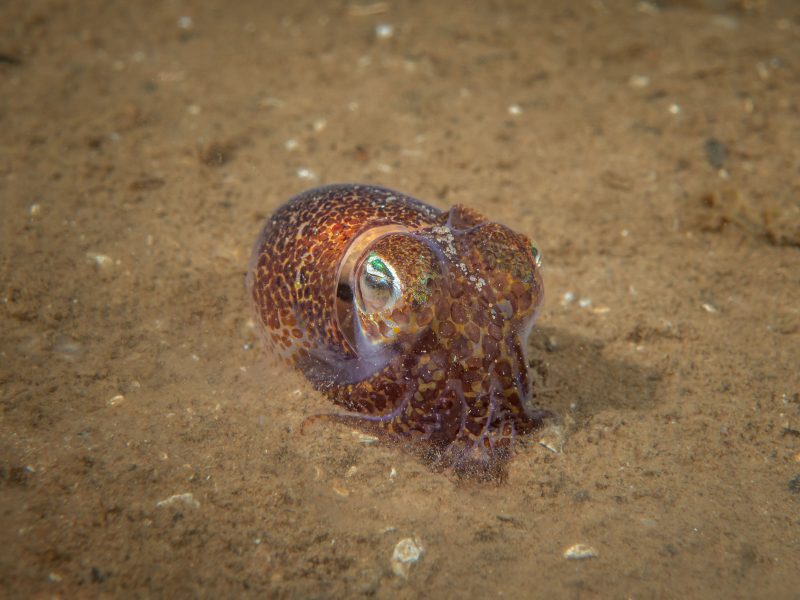 bobtail squid