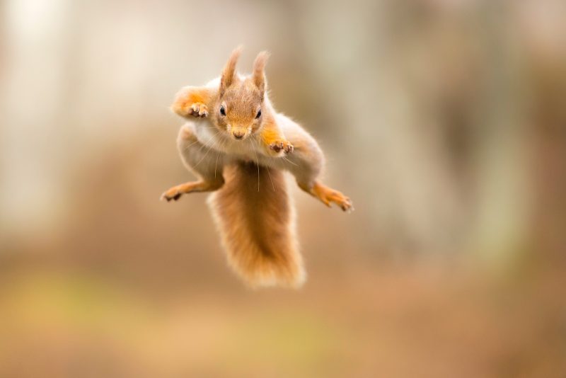 red squirrel jumping