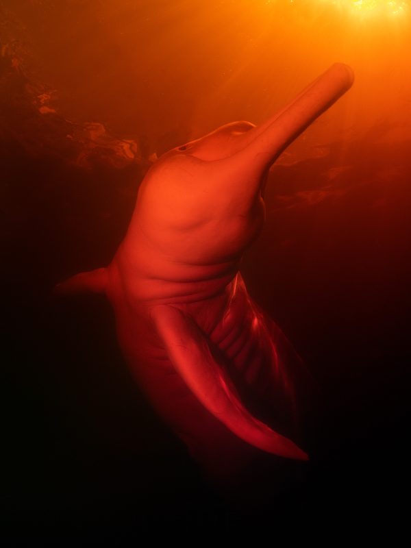 amazon pink river dolphin